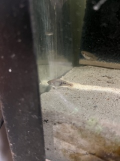 Xiphophorus evelynae