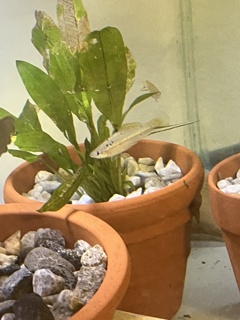 Xiphophorus helleri Rio Atoyac