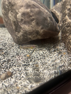 Julidochromis marksmithi