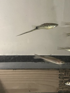 Xiphophorus montazumae