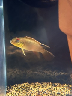 Nanochromis teugelsi