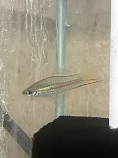 Xiphophorus clemenciae