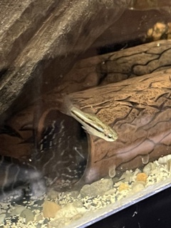 Xiphophorus pygmaeus