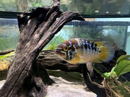 Ivanacara bimaculata