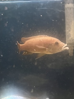 Abactochromis labrosus