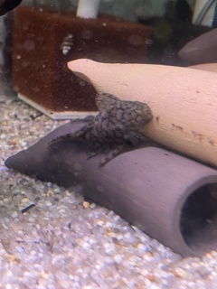 Ancistrus sp. Rio Itenez