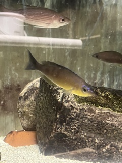 Cyprichromis sp. Kibishi (Kibo) Yellow