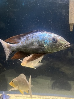 Fossorochromis rostratus