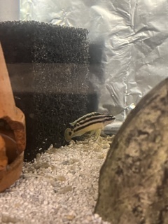 Julidochromis ornatus Congo