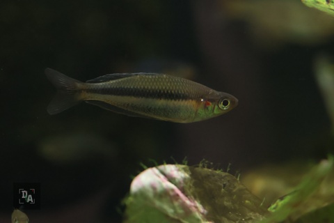 Melanotaenia Jakora