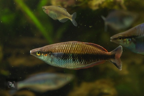 Melanotaenia Sp 'Kali Datu'