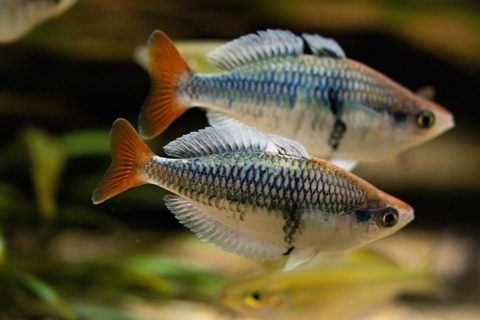 Melanotaenia Sp 'Kali Tawa'