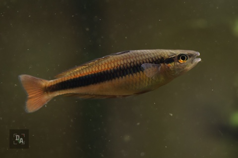 Melanotaenia Vanheurni