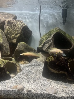 Neolamprologus nigriventris