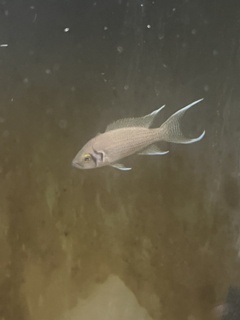 Neolamprologus pulcher (Daffodil) Kombe