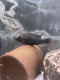 Paralabidochromis chilotes 'Ruti'