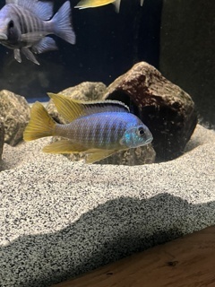 Placidochromis sp. Jalo Reef