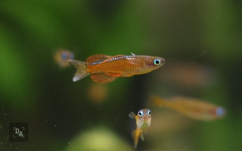 Pseudomugil luminatus