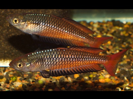 Rhadinocentrus ornatus