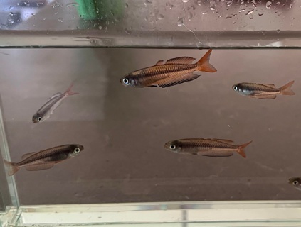 Rhadinocentrus ornatus 'Carland Creek'