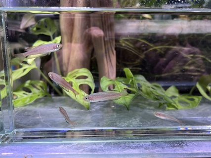 Rhadinocentrus ornatus 'Seary's Creek'