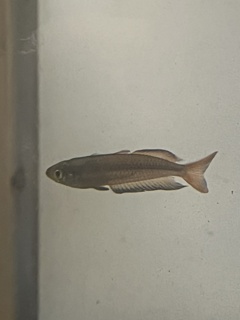 Rhandinocentrus ornatus