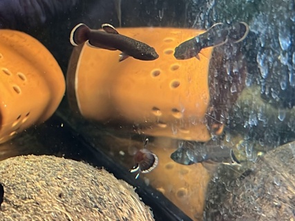 Betta albimarginata 'Sebuku' WC