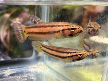 Betta macrostoma 'Marudi' WC