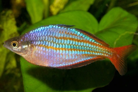 Melanotaenia rubrivittata