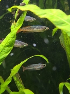 Rhadinocentrus ornatus 'Seary's Creek'