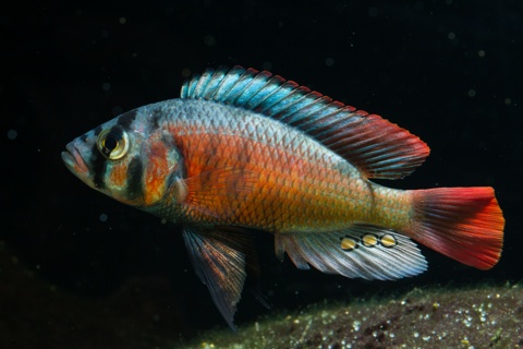 Paralabidochromis sp. Fire Red Uganda