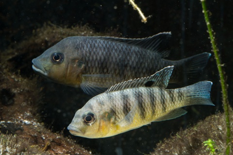 Tilapia busumana