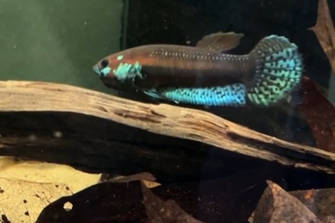 Betta pallifina 'Mahakam Red' F1