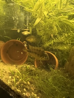 Amatitlania nanolutea