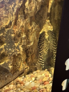 Hypancistrus seideli