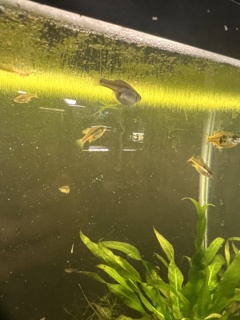 Skiffia Multipunctata