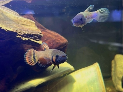 Betta macrostoma 'Marudi' WC