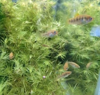 Limia nigrofasciata