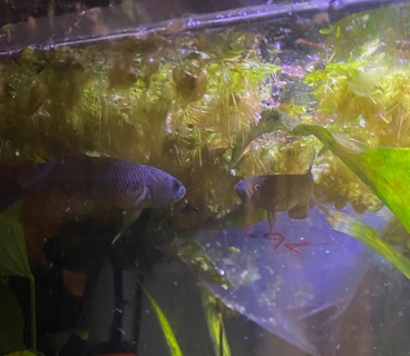 Betta antuta