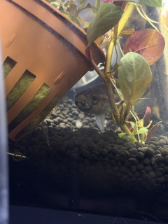 Betta pallifina