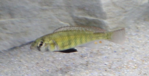 Haplochromis sp. 'Yellow Ndurwa'
