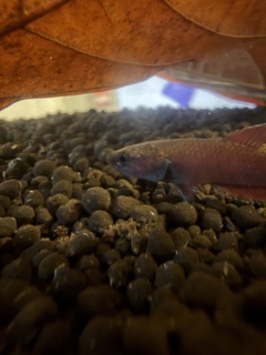 Betta channoides