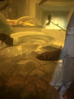 Betta foerschi