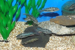 Haplochromis perrieri