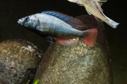 Haplochromis perrieri