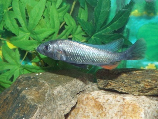 Yssichromis thereuterion