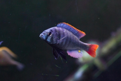 Ptyochromis sp. Red Tailed Sheller