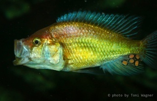 Pyxichromis orthostoma 'Nawampassa'