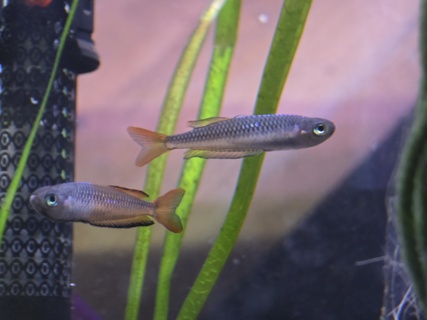 Rhadinocentrus ornatus 'Seary's Creek'