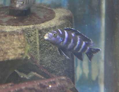 Chindongo demasoni